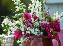 Bukiet z gałązek kwitnącej wiśni i porzeczki krwistej świetnie prezentuje się w prostym glinianym dzbanku. Bukiet z gałązek kwitnącej wiśni i porzeczki krwistej świetnie prezentuje się w prostym glinianym dzbanku.