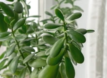 Drzewko  szczęścia Drzewko  szczęścia