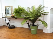 Paproć PODRZEŃ GARBATY (Blechnum gibbum) 'Silver Lady ' Prezentuje się jak karłowa paproć drzewiasta i tak też jest potocznie nazywany. Z czasem tworzy niski pień i metrowej średnicy pióropusz. Świetnie nadaje się do cienia, ale szkodzi mu brak wilgoci w powietrzu i w podłożu. Vitro Plus