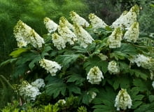 Hortensja dębolistna