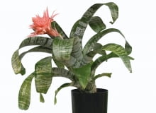 Echmea wstęgowata, epifit