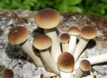 Polówka wiazkowa zaszczepiona na drewnie