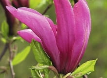 'SUSAN' to popularna odmiana magnolii rozpoczynająca kwitnienie w 1. lub 2. roku po posadzeniu. 'SUSAN' to popularna odmiana magnolii rozpoczynająca kwitnienie w 1. lub 2. roku po posadzeniu.