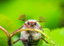 Chrabąszcz majowy - wiosenny szkodnik w sadzie.Wieczorny, niski lot chrabąszcza majowego budzi mieszane uczucia. Z jednej strony jego obecność w naszym ogrodzie zwiastuje problemy z larwami tego owada żerującymi na drzewach owocowych i warzywach, ale z drugiej strony... te jego pierzaste czułki i to brzęczenie. Może pamiętacie te czasy, kiedy chrabąszcze łapane do słoika były jedynym radioodbiornikiem we wsi? Chrabąszcz majowy - wiosenny szkodnik w sadzie.Wieczorny, niski lot chrabąszcza majowego budzi mieszane uczucia. Z jednej strony jego obecność w naszym ogrodzie zwiastuje problemy z larwami tego owada żerującymi na drzewach owocowych i warzywach, ale z drugiej strony... te jego pierzaste czułki i to brzęczenie. Może pamiętacie te czasy, kiedy chrabąszcze łapane do słoika były jedynym radioodbiornikiem we wsi?