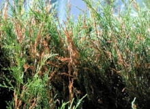 Brązowe pędów jałowca jest w większości przypadków objawem choroby grzybowej SLOWA KLUCZOWE: Ostrość Wysoka jakość