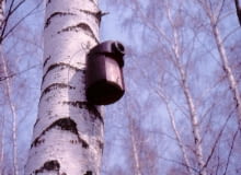 Budka z drewnobetonu. Jej wlot w formie rury jest zaporą dla drapieżników.