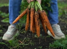 Wykopywanie marchwi