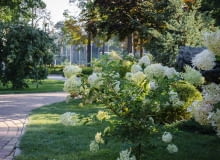 Szpaler z hortensji i traw Szpaler z hortensji i traw