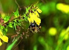 pszeniec zwyczajny występuje w naturze w towarzystwie wrzosów. Kwitnie od czerwca do lipca i jest chętnie odwiedzany przez pszczoły. pszeniec zwyczajny występuje w naturze w towarzystwie wrzosów. Kwitnie od czerwca do lipca i jest chętnie odwiedzany przez pszczoły.
