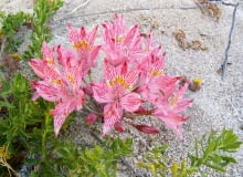 Alstremeria (A. garaventae) ze żwirowych łąk i zboczy gór Chile dorasta do 20-50 cm. Jej kwiaty osiągają długość 8 cm. Alstremeria (A. garaventae) ze żwirowych łąk i zboczy gór Chile dorasta do 20-50 cm. Jej kwiaty osiągają długość 8 cm.