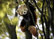 Zoo w Chorzowie ma nowych lokatorów. To pandy czerwone 31.07.2015 Chorzow . Panda mala - nowe zwierzeta w slaskim zoo . Fot. Grzegorz Celejewski / Agencja Gazeta SLOWA KLUCZOWE: Zoo Park Slaski