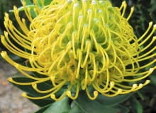 Rośliny do ciepłych ogrodów zimowych. Protea Rośliny do ciepłych ogrodów zimowych. Protea