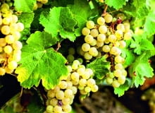 Zdrowe liście winorośli nie mają żadnych plam. Te na zdjęciu przebarwiają się jesiennie.