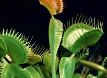 Jest tylko jeden gatunek muchołówki - amerykańska. Jej pułapki mogą mieć 4 cm. długości