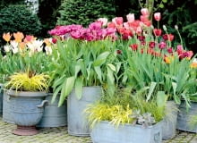 W ogrodzie zachwyca teraz feeria barw tulipanów. W ogrodzie zachwyca teraz feeria barw tulipanów.