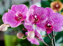 Najpiękniejsze kwiaty doniczkowe balkon, ogród, kwiaty doniczkowe, rośliny