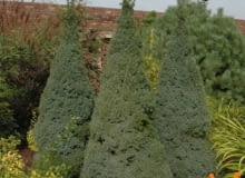 Świerk biały (Picea glauca) 'Sander's blue'