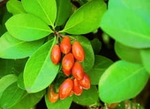 Efektowna odmiana korynokarpusa z biało obrzeżonymi liśćmi. W kółku: dojrzewające owoce formy zielonej. Efektowna odmiana korynokarpusa z biało obrzeżonymi liśćmi. W kółku: dojrzewające owoce formy zielonej.