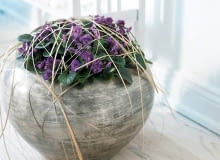 Dekoracje. Takie ozdobienie sępolii pasmami niedźwiedziej trawy nie sprzyja zdrowemu wzrostowi rośliny - fiołki afrykańskie nie lubią, gdy cokolwiek dotyka ich liści lub kwiatów. Sadząc roślinę, umieśćmy ją w doniczce tak, by liście nie dotykały krawędzi naczynia, bo nawet staranna pielęgnacja nie uchroni ich przed zmarnieniem.