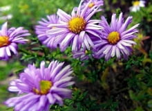 Marcinki, nawet kwitnące, można przenieść na nowe miejsce z dużą bryłą ziemi (gdy jest pochmurno). wikimedia commons