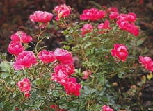 'Angela' - wys. 1,5 m, śr. kwiatów 3 cm. W listopadzie różyczek jest mniej, ale krzewy nadal wyglądają imponująco. 'Angela' - wys. 1,5 m, śr. kwiatów 3 cm. W listopadzie różyczek jest mniej, ale krzewy nadal wyglądają imponująco.