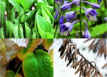 <b>wiosna:</b> Funkia budzi się w kwietniu. Pojawiają się wówczas jej zwinięte w ostre stożki liście. Powoli rozwijają się i zmieniają, tworząc zielone lejki.<p> <b>lato:</b> W lipcu ukazują się dzwonkowate kwiaty osadzone na sztywnych łodygach. Są liliowe, niebieskie lub białe, u niektórych odmian przyjemnie pachną.<p> <b>jesień:</b> We wrześniu, z nadejściem zimnych nocy, liście funkii zaczynają się złocić. Potem warzy je pierwszy przymrozek i najlepiej je usunąć. <p> <b>zima:</b> Nad kopczykiem ziemi, który skrywa podziemne części rośliny, jak husarskie skrzydła wznoszą się łodygi z brązowymi pękniętymi owockami.