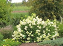 Hortensja bukietowa Polar Bear Hortensja bukietowa Polar Bear - Do jednorazowego użytku