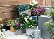 Nie skruszy ich mróz Heidepflanzen, Helleborus, Alpenveilchen und Buchskugeln - auf Winterterrasse SLOWA KLUCZOWE: Buchs Buxus Erica Erika Heide Heidekraut Konifere Nadelbaeume Nadelbaum Patio Perennial Schnee T^pfe Winter Christrose Cyclamen coum Helleborus Schneerose Stauden T^pfe eingetopft