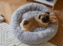 Stylowe akcesoria dla psa Stylowe akcesoria dla psa