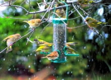 Stołówka typu 'silos': ziarno wsypuje się od góry, a ptaki, stojąc na podpórkach, wyjadają je przez małe otwory. Stołówka typu 'silos': ziarno wsypuje się od góry, a ptaki, stojąc na podpórkach, wyjadają je przez małe otwory.