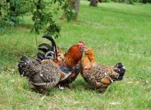Kury w ogrodzie