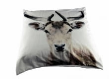Renifer karibu, poduszka, 60 x 60 cm, Miloo Home, house&more.pl Renifer karibu, poduszka, 60 x 60 cm, Miloo Home, house&more.pl