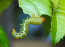 Arge ochropus — obnażacz różówki Arge ochropus — obnażacz różówki