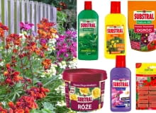 Nawozy do kwiatów nawozy, kwiaty, ogród, balkon, rośliny