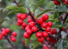 Mieszańcowy zimozielony ostrokrzew Meservy łączy urodę z mrozoodpornością Mieszańcowy zimozielony ostrokrzew Meservy łączy urodę z mrozoodpornością