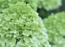 Hortensja bukietowa Limelight Hortensja bukietowa Limelight