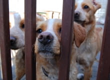 Psy ze schroniska przy ul. Marmurowej