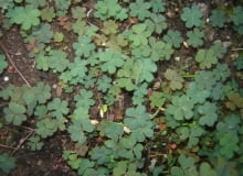 szczawik rożkowaty (Oxalis corniculata) chwasty, szczawik rożkowaty (Oxalis corniculata)