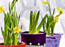 Filc sprzed lat niewiele ma wspólnego z tym dzisiejszym. Dawny zgrzebny materiał na walonki przeszedł prawdziwą metamorfozę. Można z niego robić bardzo dekoracyjne przedmioty. <BR />ZRÓB TO SAM - AKCESORIA. Wesołe doniczki. Z filcu (w sklepie internetowym arkusz 20 x 30 cm kosztuje od 2,60 zł) wycinamy kawałki o wielkości i kształtach dopasowanych do doniczek (bez dna) i zszywamy boki. Na tak przygotowane osłonki naszywamy aplikacje i ozdoby (koraliki albo guziki) w innych żywych kolorach. 17.03.2010 WARSZAWA , DEKORACJE , WYKONANIE KAMILA MAKARUK , DONICZKI - OSLONKI Z Z FILCU STYLIZACJA KAMILA MAKARUK JOANNA PLACHECKA , CZTERY KATY FOT. AGATA JAKUBOWSKA / AGENCJA GAZETA PUBLIKACJA CZTERY KATY NR 5 (223) - 5 2010 SLOWA KLUCZOWE: WNETRZE DEKORACJA ZDJĘCIE DO WKŁADKI: PUBLIKACJA CZTERY KATY NR 5 (223) - CZASOPISMA