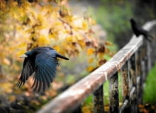 Gawron 31.10.2009 WROCLAW , GAWRONY . FOT. MACIEJ SWIERCZYNSKI / AGENCJA GAZETA SLOWA KLUCZOWE: JESIEN MIASTO ZWIERZETA ORNITOLOGIA PTAKI PTAK GAWRONY GAWRON