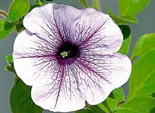 Surfinia 'Blue Vein' 31.05.2003 WARSZAWA ROSLINY BALKONOWE JEDNOROCZNE KWIATY SURFINIA PACHNACE KWIATY ZBLIZENIE FOT PAWEL SLOMCZYNSKI / AGENCJA GAZETA