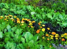 Nagietek rośnie między warzywami. Nagietek rośnie między warzywami.