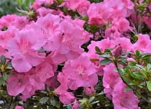 Różanecznik Różanecznik