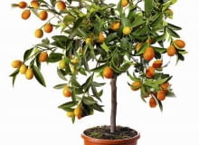 KUMKWAT bardzo wolno rośnie, w naturze tylko do dwóch metrów wysokości. W doniczce jest dużo niższy, ale też potrafi obficie kwitnąć i owocować. KUMKWAT
