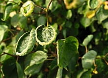 Szpeciele na lipie- zwijacz lipowy