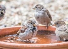 Jak podać wodę ptakom podczas mrozów?