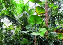 Pod koronami palm, takich jak: Pritchardia, Licuala, palma kokosowa, a także bambusów i dracen rozrosły się anturia, kalatee, stromante i inne tropikalne gatunki. Pod koronami palm, takich jak: Pritchardia, Licuala, palma kokosowa, a także bambusów i dracen rozrosły się anturia, kalatee, stromante i inne tropikalne gatunki.