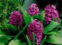 Hiacynt (Hyacinthus). Kwiaty cebulowe Hiacynt (Hyacinthus). Kwiaty cebulowe