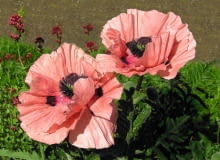Mak wschodni (Papaver orientale) Mak wschodni (Papaver orientale)
