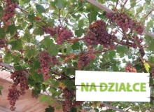 Winorośl o różowych gronach, podwieszona na siatce